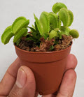 2" Carnivorous Venus Flytrap Green